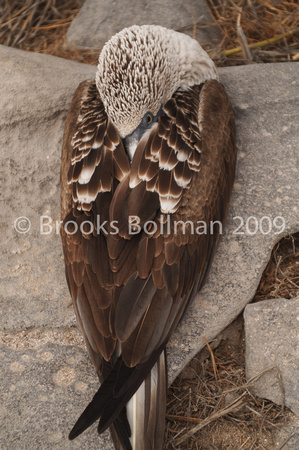 Blue footed Booby-1010393