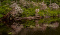 Spring on the Lake-